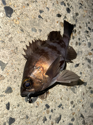 シロメバルの釣果