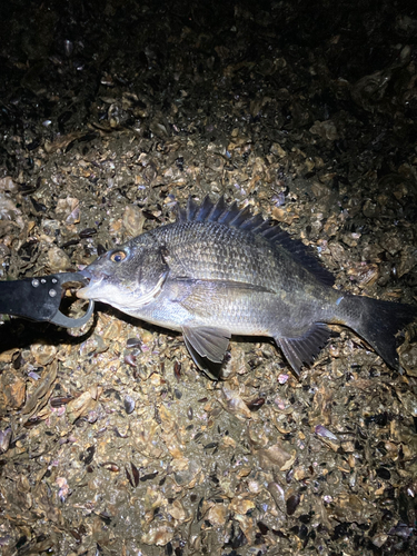 チヌの釣果