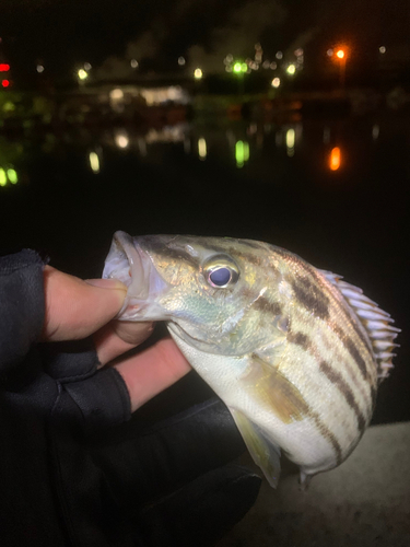 シマイサキの釣果