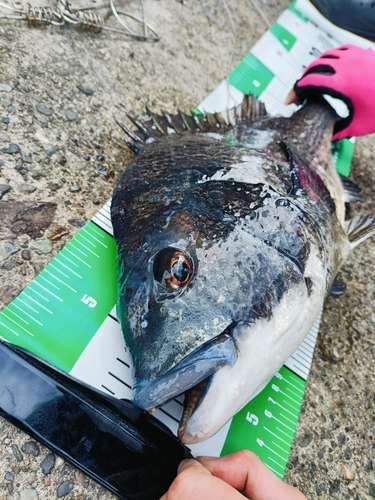 チヌの釣果