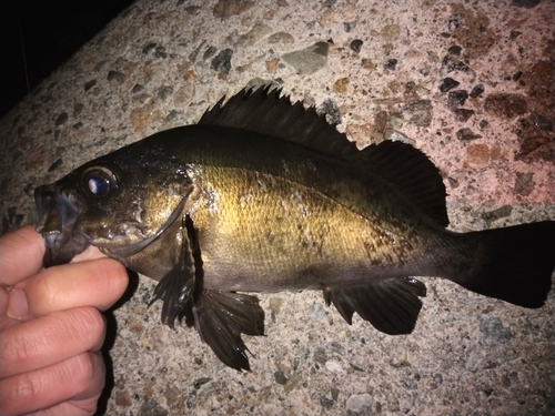 クロメバルの釣果