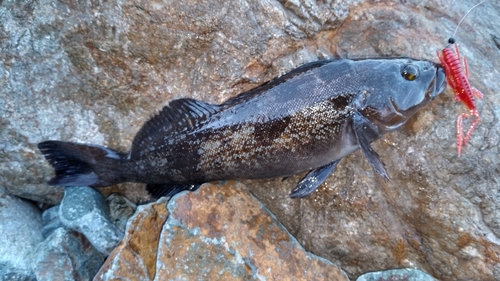 アイナメの釣果