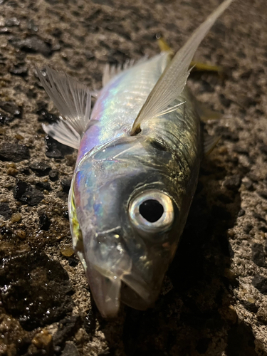 カマスの釣果