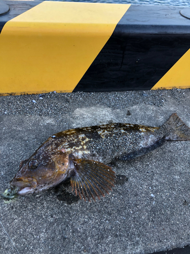 アイナメの釣果