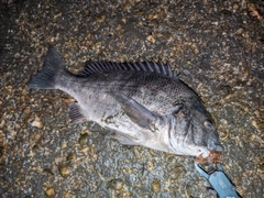 クロダイの釣果