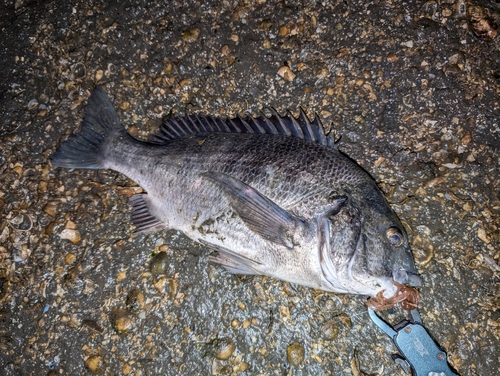 クロダイの釣果