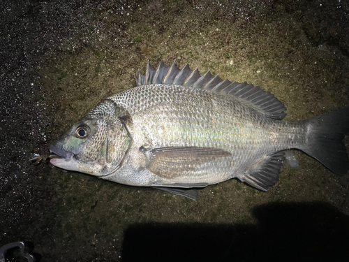 チヌの釣果