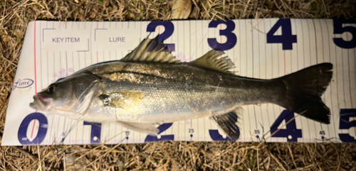 フッコ（マルスズキ）の釣果