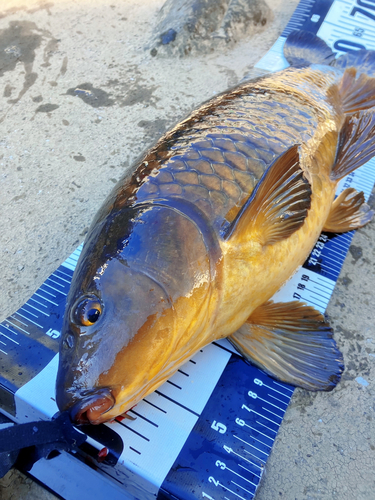 コイの釣果