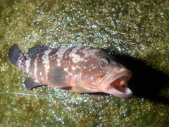 キジハタの釣果