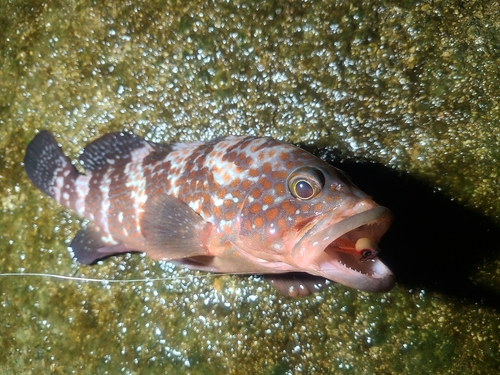 キジハタの釣果