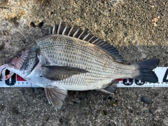 チヌの釣果