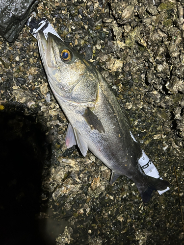 マルスズキの釣果