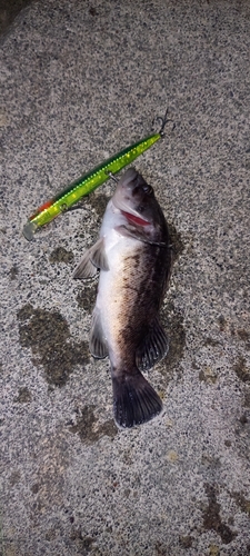 クロソイの釣果