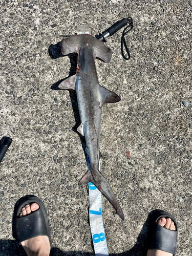 シュモクザメの釣果