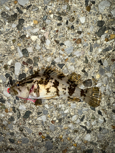 タケノコメバルの釣果