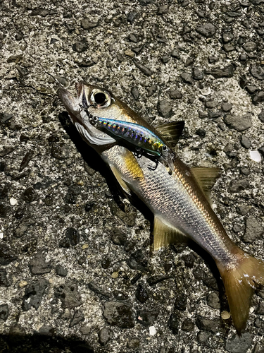 クロムツの釣果