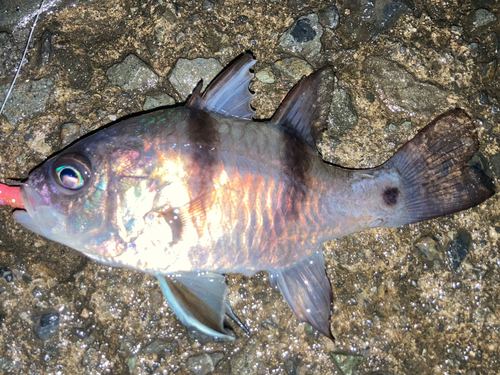 ヨコスジイシモチの釣果