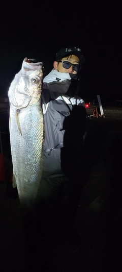 オオニベの釣果