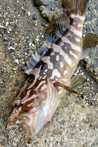 クエの釣果