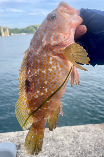 キジハタの釣果