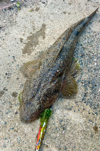 マゴチの釣果