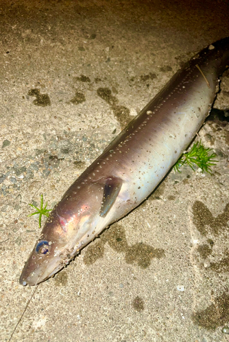 クロアナゴの釣果