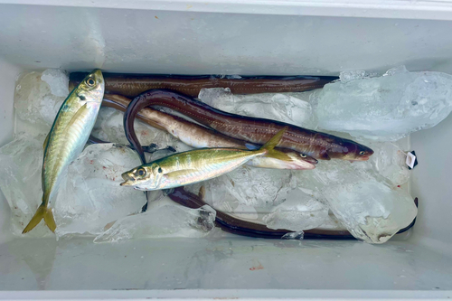 クロアナゴの釣果