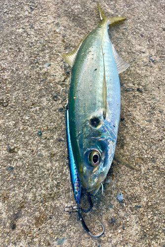 アオアジの釣果