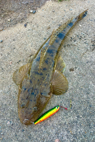 マゴチの釣果