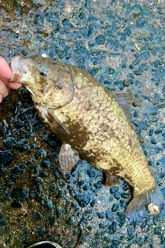 フナの釣果