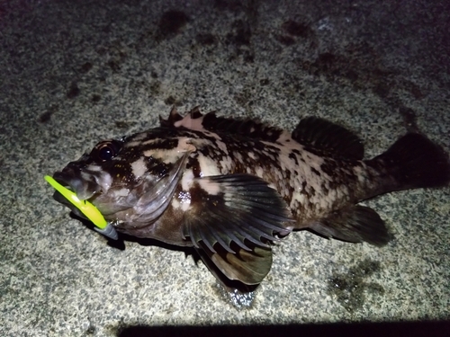 オウゴンムラソイの釣果