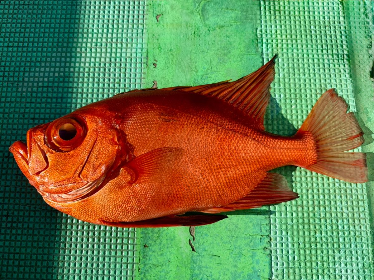 TAJ MAHALさんの釣果 2枚目の画像