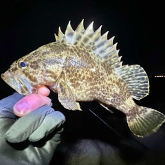 タケノコメバルの釣果