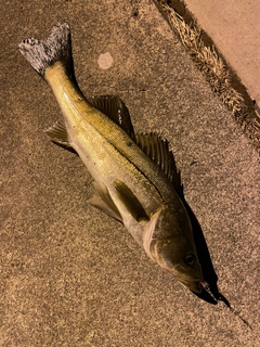 シーバスの釣果