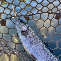 ニジマスの釣果