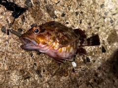 アラカブの釣果