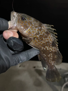 キジハタの釣果