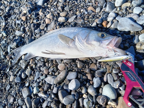 ヒラスズキの釣果