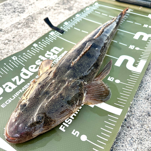 マゴチの釣果