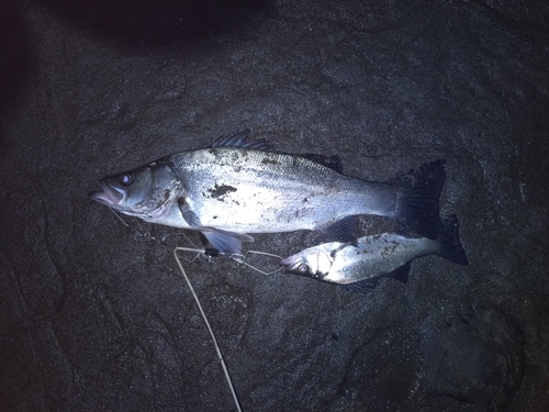 スズキの釣果