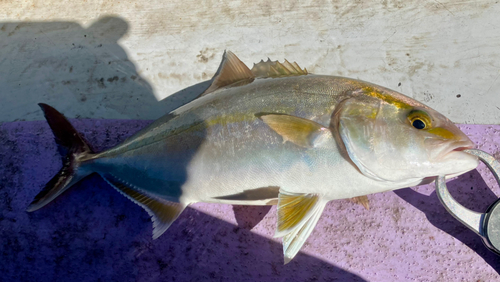 ショゴの釣果