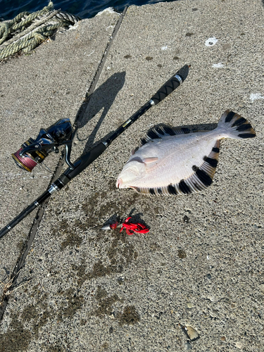 カレイの釣果