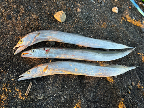 タチウオの釣果