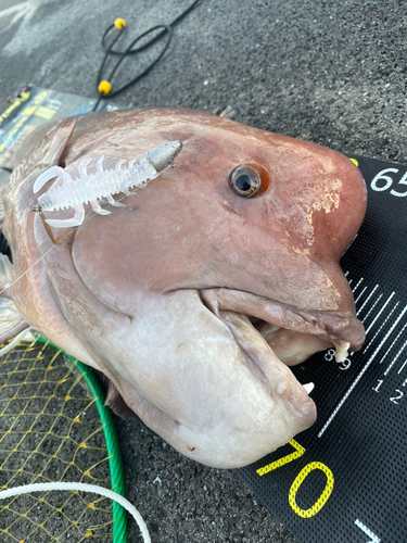 コブダイの釣果