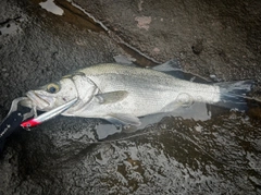 ヒラスズキの釣果