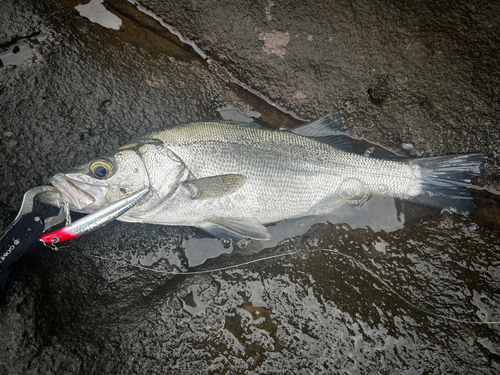 ヒラスズキの釣果