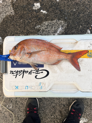 マダイの釣果