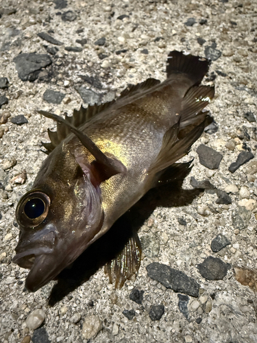 メバルの釣果