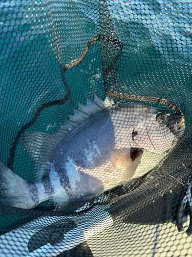 イシダイの釣果